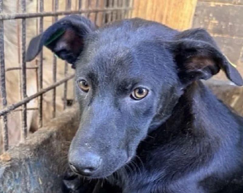 Shadow, male Mixed Breed for adoption at Tierschutz-Team e.V.