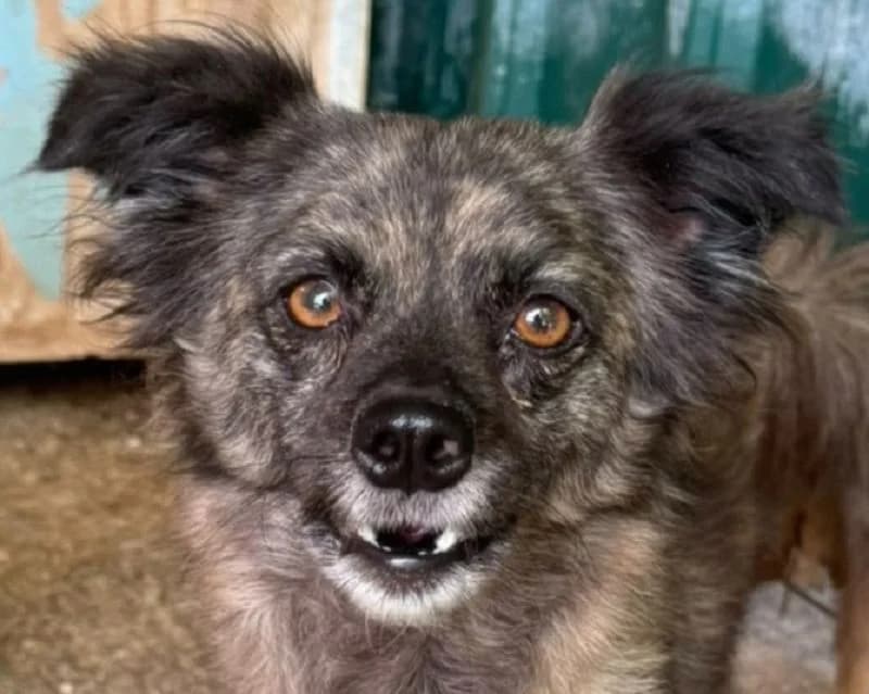 Smokey, female Mixed Breed for adoption at Tierschutz-Team e.V.