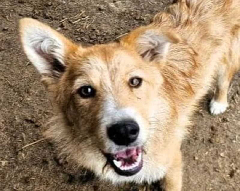 Sonja, female Mixed Breed for adoption at Tierschutz-Team e.V.