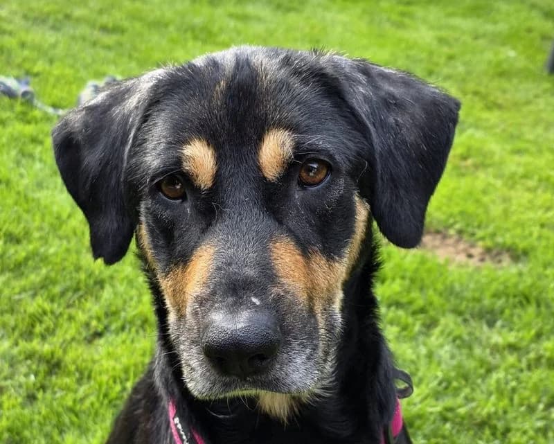 Stella, female Mixed Breed for adoption at Tierschutz-Team e.V.