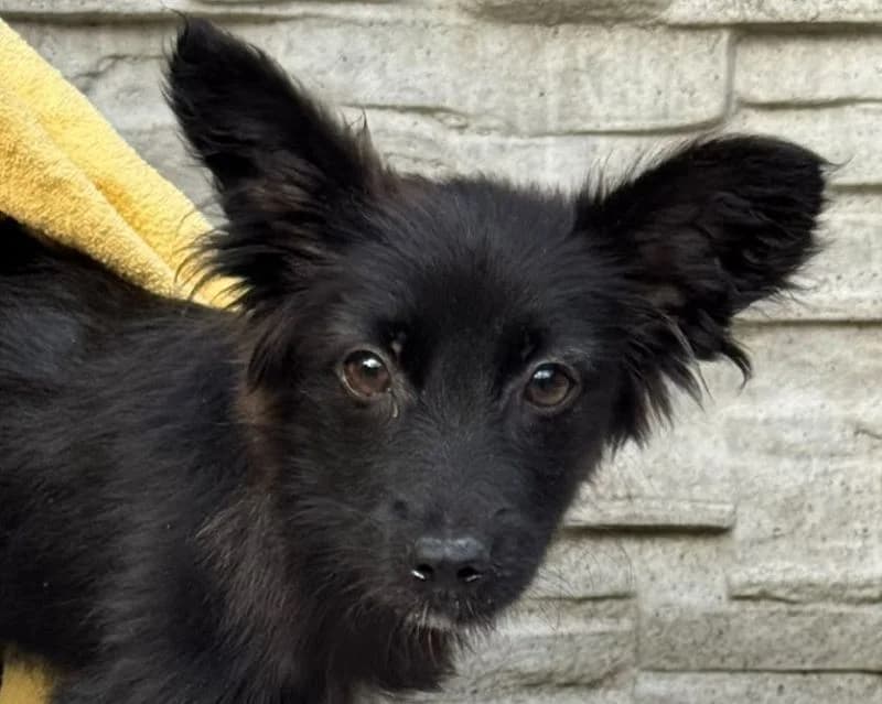 Tracy, female Mixed Breed for adoption at Tierschutz-Team e.V.