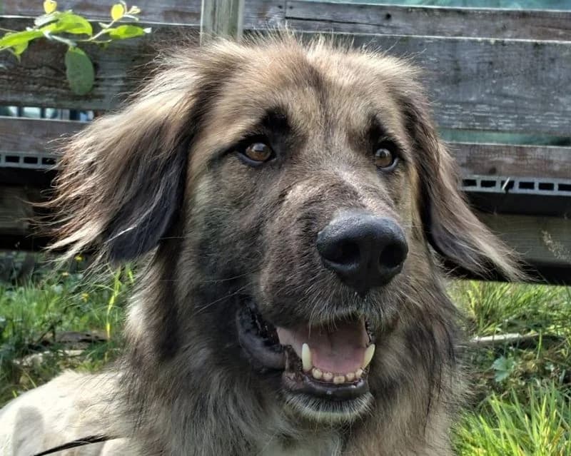 Truffles, male Mixed Breed for adoption at Tierschutz-Team e.V.