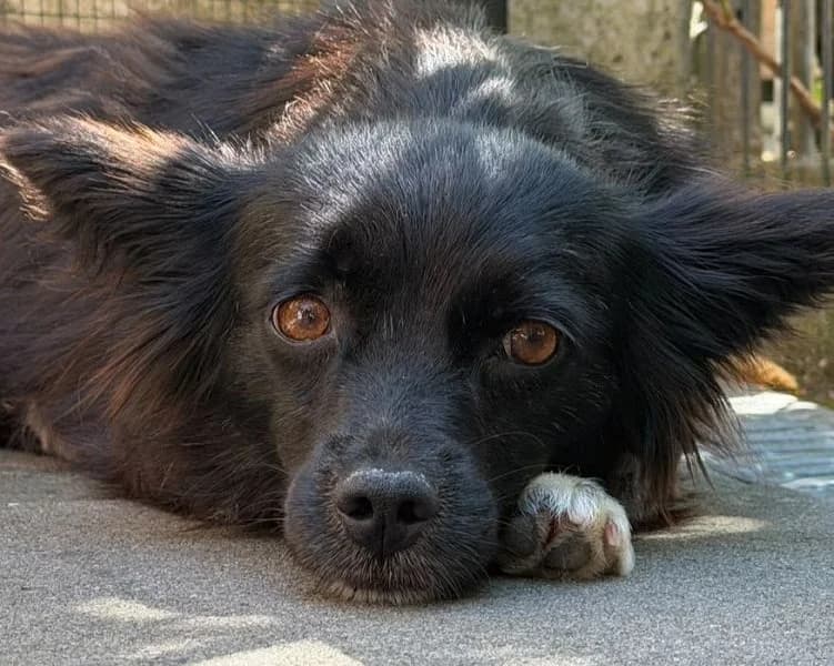 Vicky, female senior Mixed Breed for adoption at Tierschutz-Team e.V.