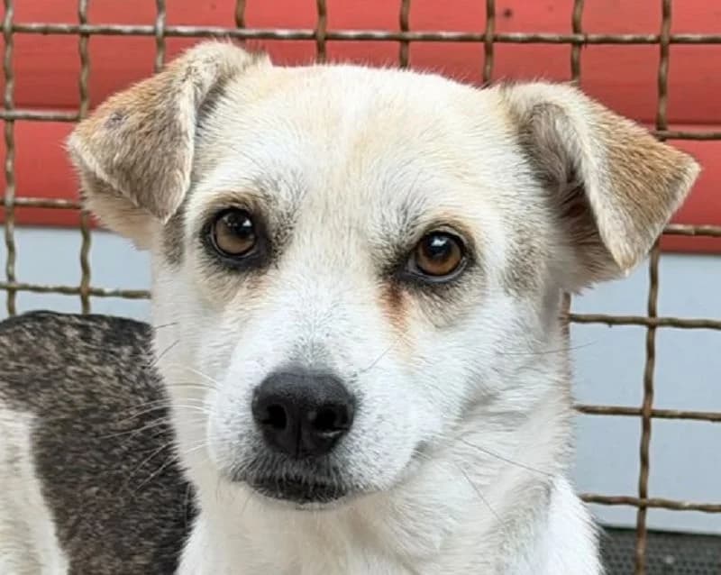 Wilma, female Mixed Breed for adoption at Tierschutz-Team e.V.