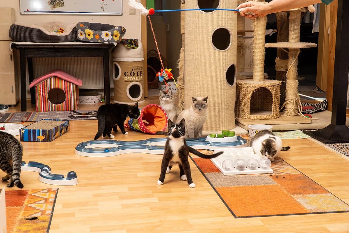 FeLV bei Katzen, Mixed Breed for adoption at Tierschutz-Team-Köln e.V., Cologne