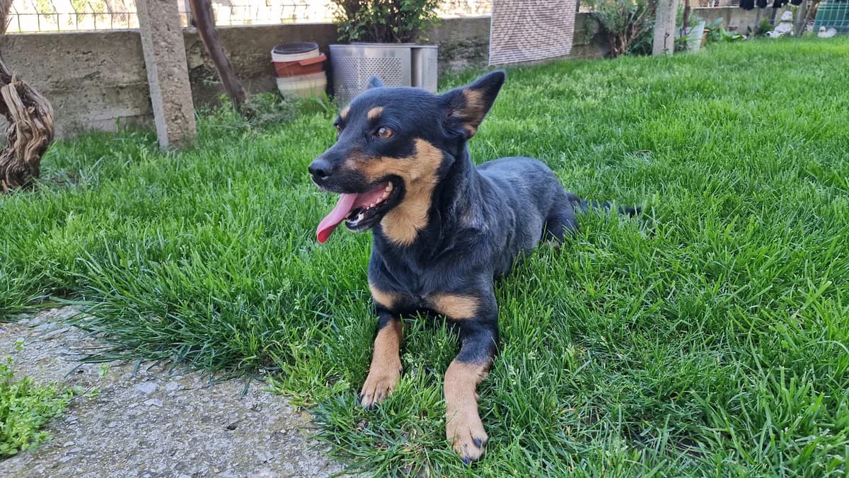 Hanni, female 4yo Mixed Breed for adoption at Tierschutz-Team-Köln e.V., Cologne