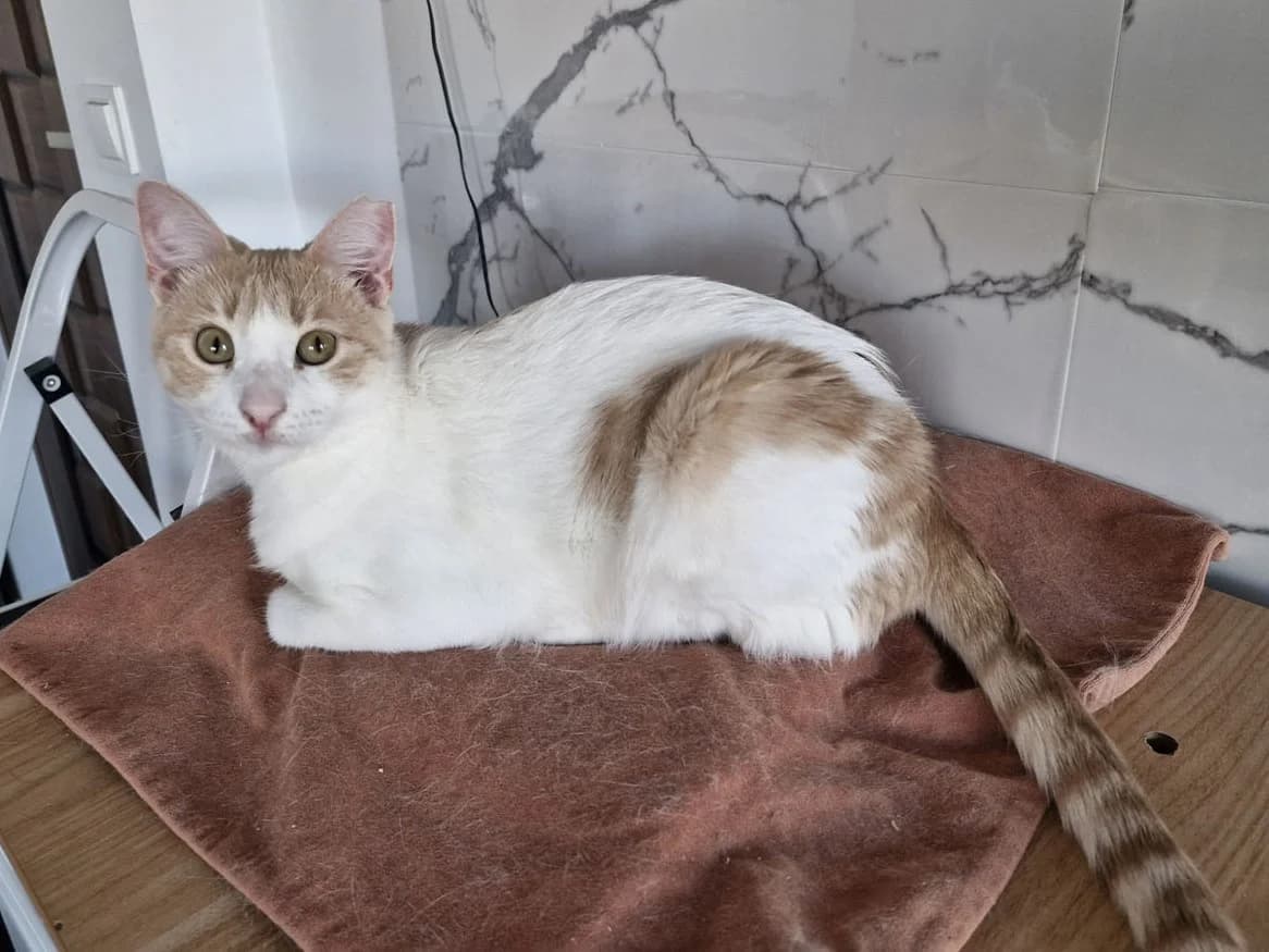 Melody, female Mixed Breed for adoption at Tierschutz-Team-KΓΆln e.V., Cologne