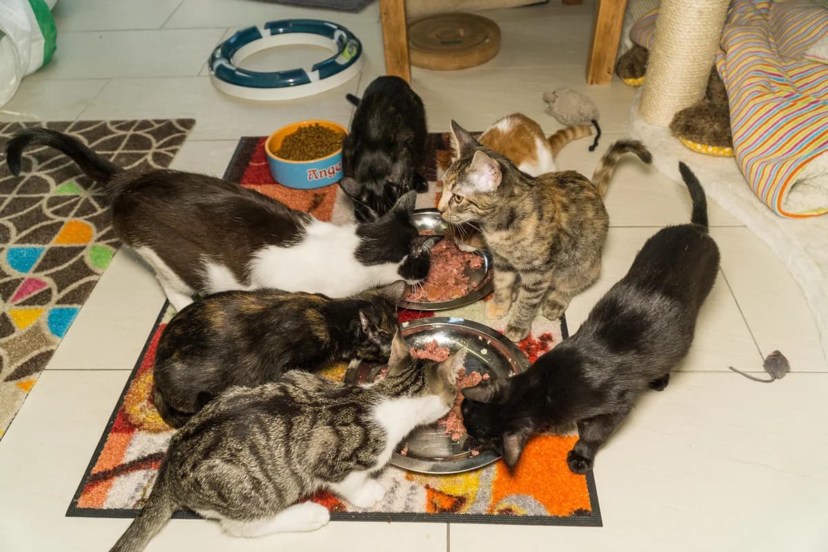 Katzenfutter Empfehlungen, blau 7yo Mixed Breed for adoption at Tierschutz-Team-Köln e.V., Cologne