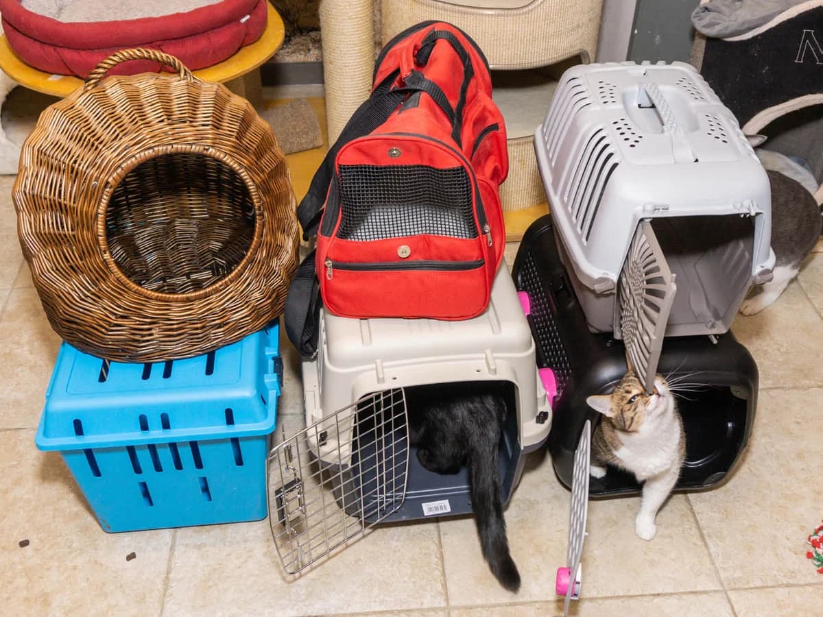 Transportboxen für Katzen, Mixed Breed for adoption at Tierschutz-Team-Köln e.V., Cologne