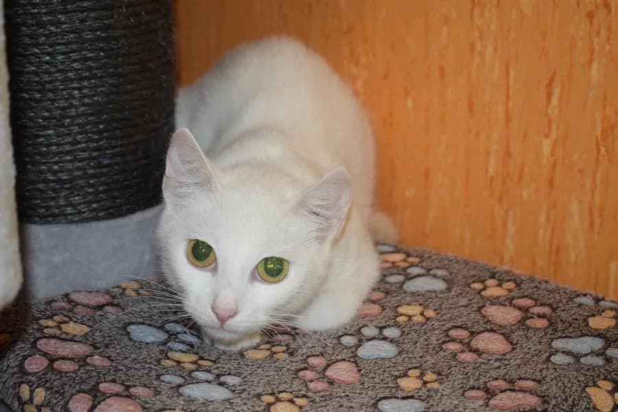 Frieda, Mixed Breed for adoption at Tierschutzverein Vorpommern-Rügen e.V., Ribnitz-Damgarten