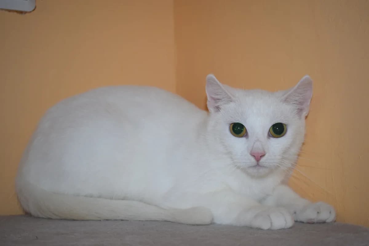 Frieda, Mixed Breed for adoption at Tierschutzverein Vorpommern-Rügen e.V., Ribnitz-Damgarten