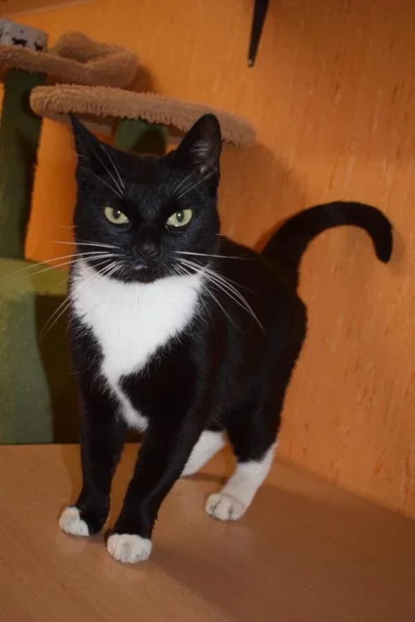 Rosi, schwarz female 3yo Mixed Breed for adoption at Tierschutzverein Vorpommern-Rügen e.V., Ribnitz-Damgarten