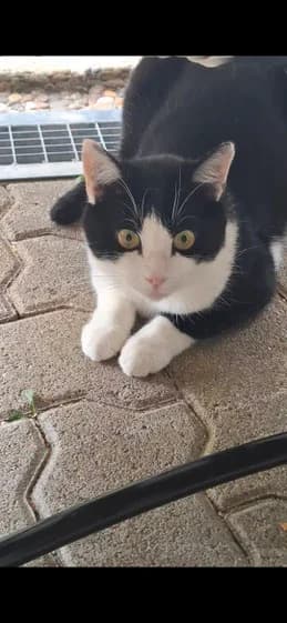 Bo, female European Shorthair for adoption at Tierschutzverein Waldshut-Tiengen und Umgebung e. V.