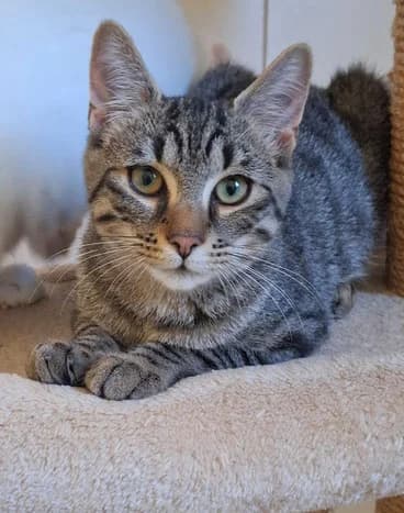 Lumpi, male European Shorthair for adoption at Tierschutzverein Waldshut-Tiengen und Umgebung e. V.