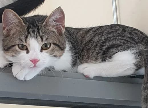 Lexa, female European Shorthair for adoption at Tierschutzverein Waldshut-Tiengen und Umgebung e. V.