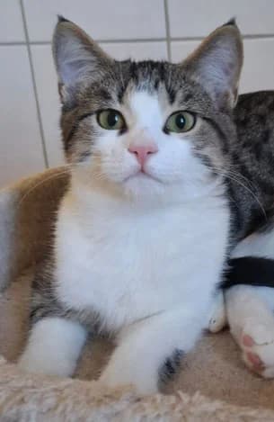 Lexa, male European Shorthair for adoption at Tierschutzverein Waldshut-Tiengen und Umgebung e. V.
