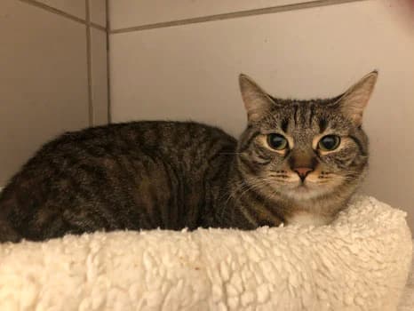Rosaly, female European Shorthair for adoption at Tierschutzverein Waldshut-Tiengen und Umgebung e. V.