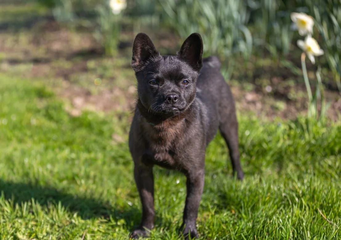 Percival, male young French Bulldog for adoption at Tierschutz Willich e.V.