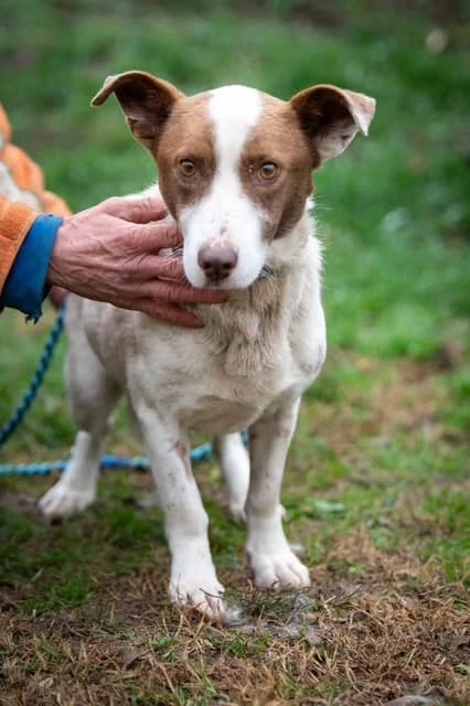 Santiago, male senior Mixed Breed for adoption at Tierschutz Willich e.V.