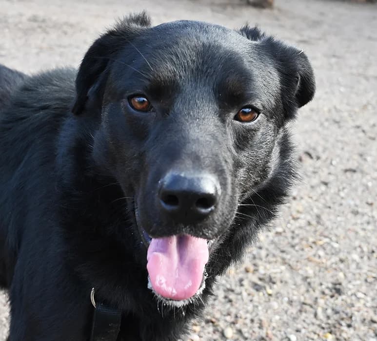 Lennox, male 5yo German Shepherd for adoption at Tierschutz Wörrstadt, Wörrstadt