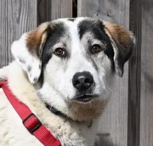 Addi, male 5yo Mixed Breed for adoption at Tierschutz Wörrstadt, Wörrstadt