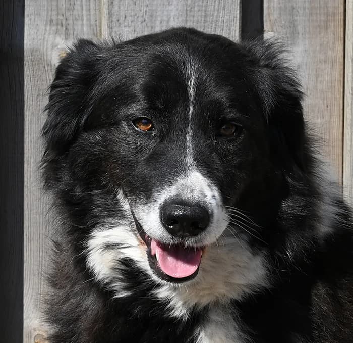Claire, female 5yo Border Collie for adoption at Tierschutz Wörrstadt, Wörrstadt