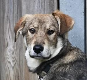 Jason, male 5yo Mixed Breed for adoption at Tierschutz Wörrstadt, Wörrstadt