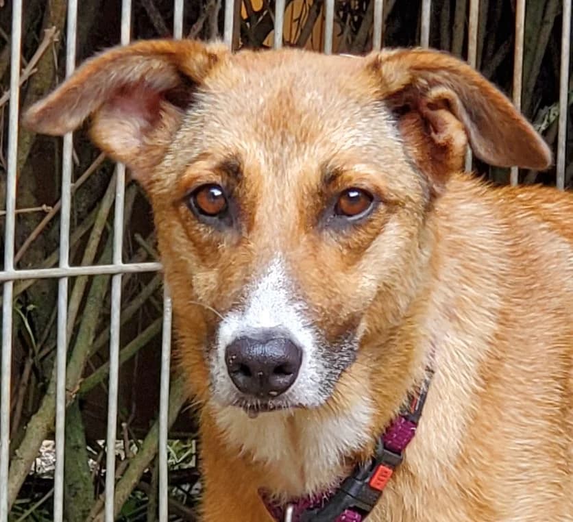Monic, female 5yo Mixed Breed for adoption at Tierschutz Wörrstadt, Wörrstadt