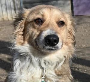 Davina, female 4yo Mixed Breed for adoption at Tierschutz Wörrstadt, Wörrstadt