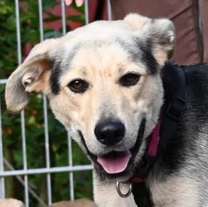 Jasper, male Mixed Breed for adoption at Tierschutz Wörrstadt, Wörrstadt