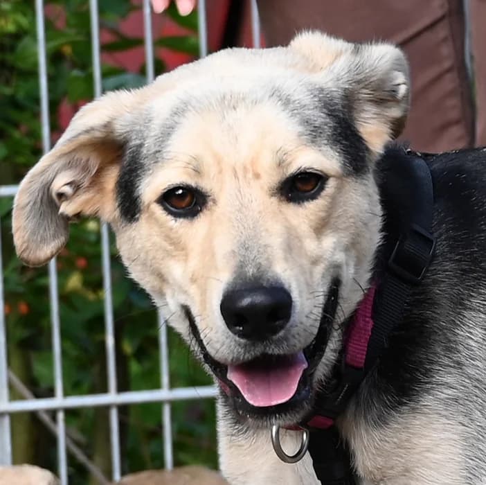 Jasper, male Mixed Breed for adoption at Tierschutz Wörrstadt, Wörrstadt