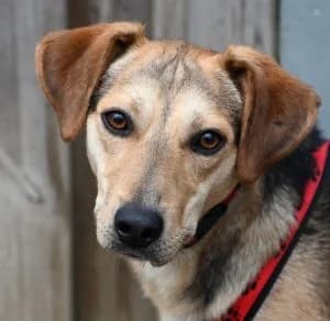 Emilio, male 4yo Mixed Breed for adoption at Tierschutz Wörrstadt, Wörrstadt