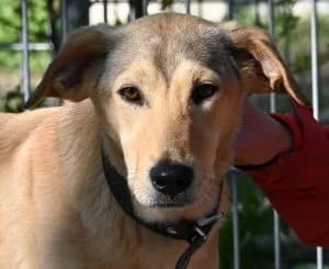 Alva, female 3yo Mixed Breed for adoption at Tierschutz Wörrstadt, Wörrstadt