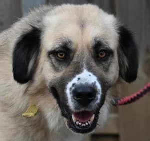 Saphira, female 3yo Mixed Breed for adoption at Tierschutz Wörrstadt, Wörrstadt