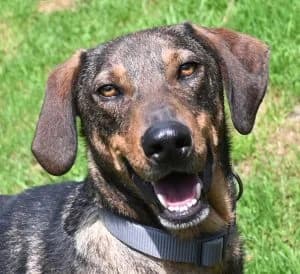 Knox, male young Mixed Breed for adoption at Tierschutz Wörrstadt, Wörrstadt