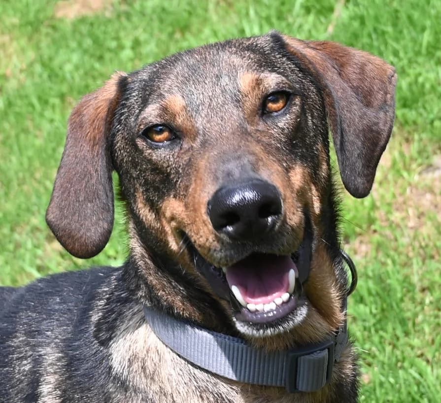 Knox, male young Mixed Breed for adoption at Tierschutz Wörrstadt, Wörrstadt