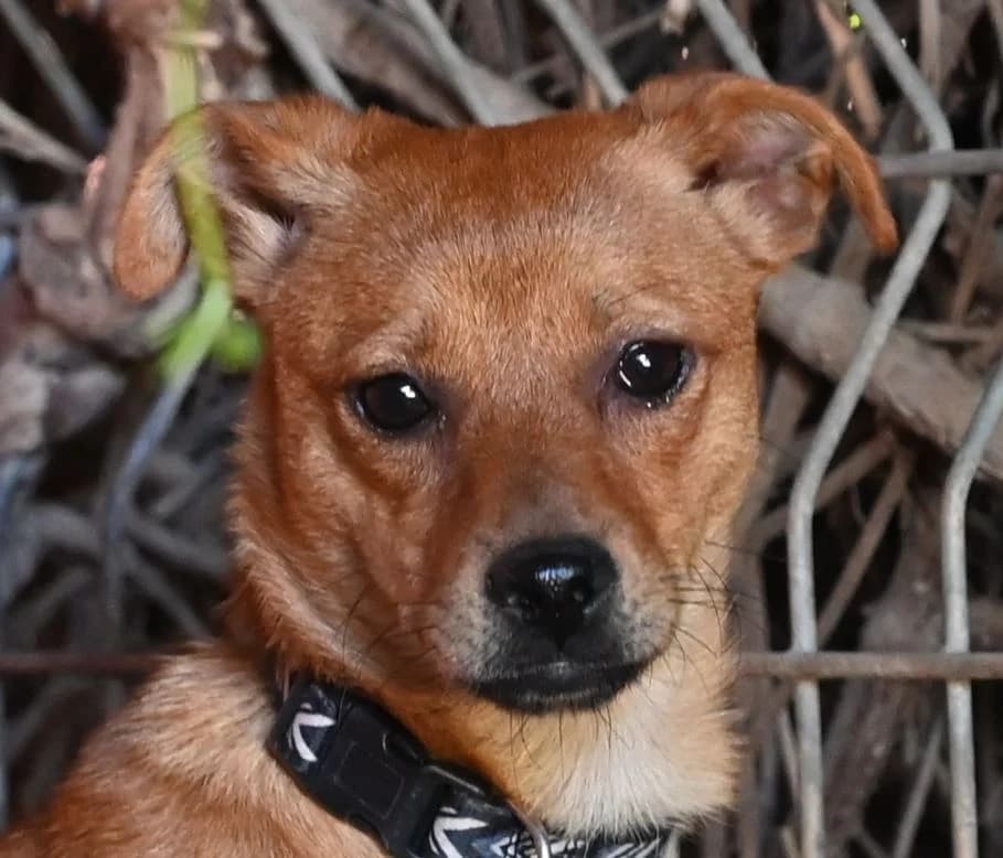 Ava, female young Mixed Breed for adoption at Tierschutz Wörrstadt, Wörrstadt