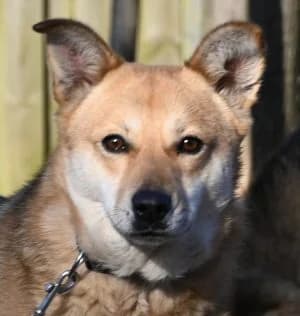 Livia, female young Mixed Breed for adoption at Tierschutz Wörrstadt, Wörrstadt