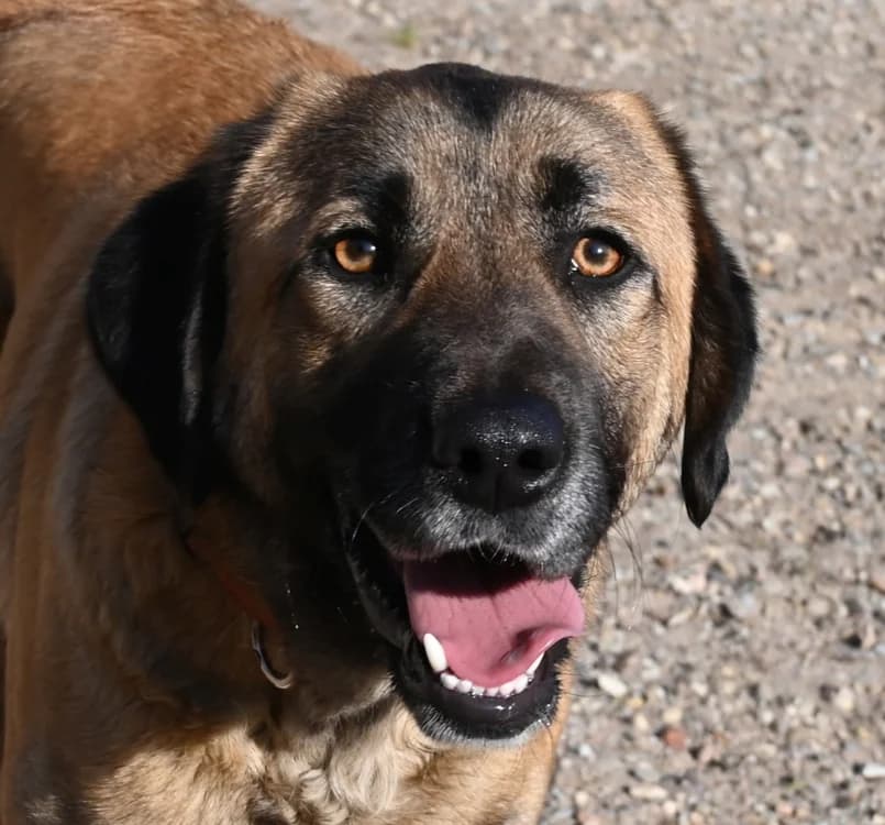 Amos, male young Mixed Breed for adoption at Tierschutz Wörrstadt, Wörrstadt