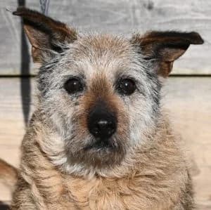 Max, male young Mixed Breed for adoption at Tierschutz Wörrstadt, Wörrstadt