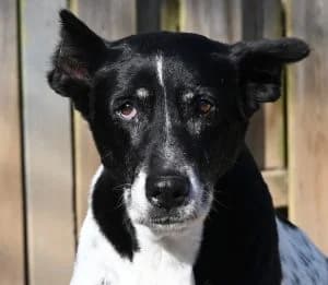 Palma, female young Mixed Breed for adoption at Tierschutz Wörrstadt, Wörrstadt