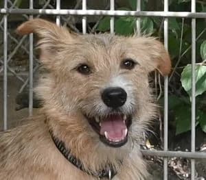 Nikki, female young Mixed Breed for adoption at Tierschutz Wörrstadt, Wörrstadt