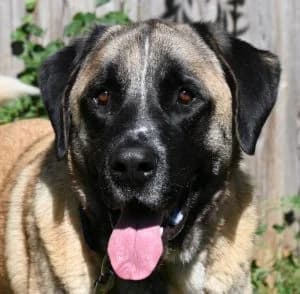 Topi, male young Kangal for adoption at Tierschutz Wörrstadt, Wörrstadt