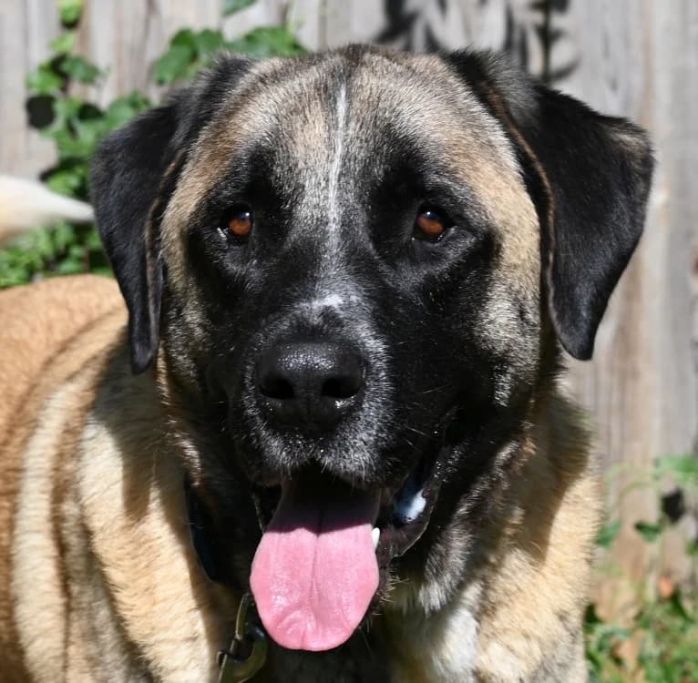 Topi, male young Kangal for adoption at Tierschutz Wörrstadt, Wörrstadt