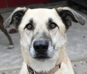 Kalea, male young Mixed Breed for adoption at Tierschutz Wörrstadt, Wörrstadt