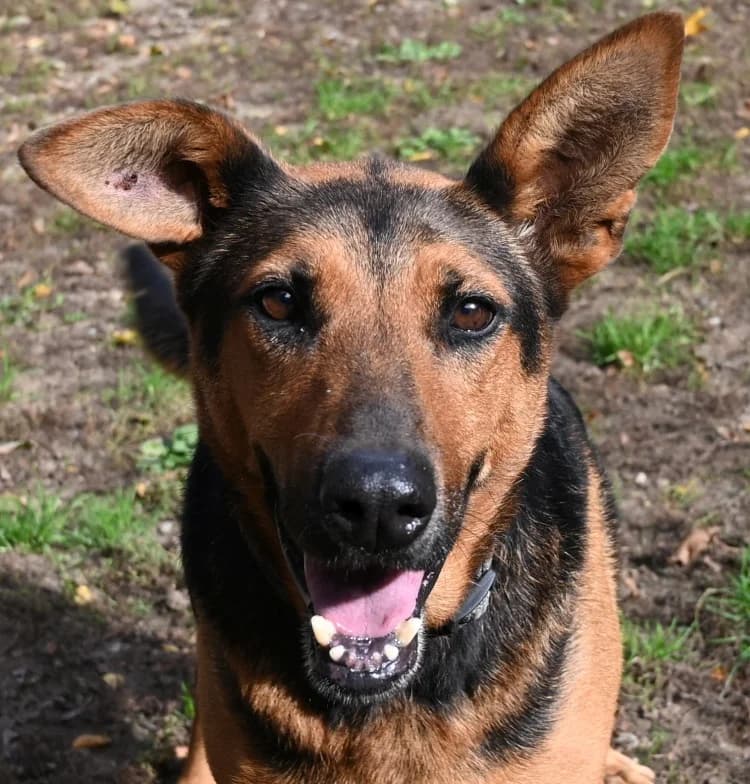 June, female young German Shepherd for adoption at Tierschutz Wörrstadt, Wörrstadt