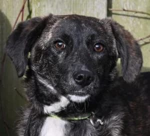 Dana, female puppy Mixed Breed for adoption at Tierschutz Wörrstadt, Wörrstadt