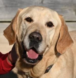 Hajimi, male puppy Labrador Retriever for adoption at Tierschutz Wörrstadt, Wörrstadt