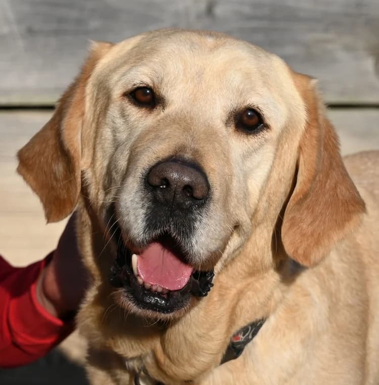 Hajimi, male puppy Labrador Retriever for adoption at Tierschutz Wörrstadt, Wörrstadt