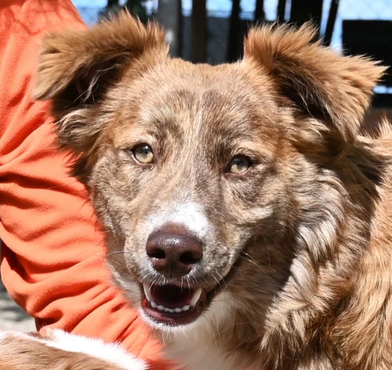 Taco, male puppy Mixed Breed for adoption at Tierschutz Wörrstadt, Wörrstadt
